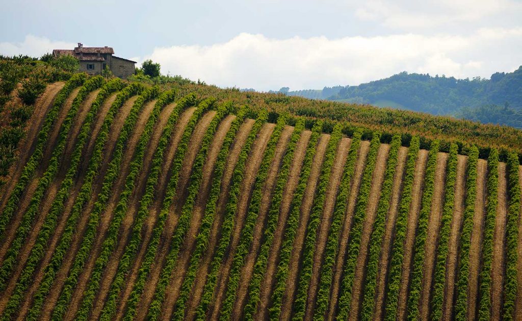 foto di territorio con filari di vigneti di sangiovese